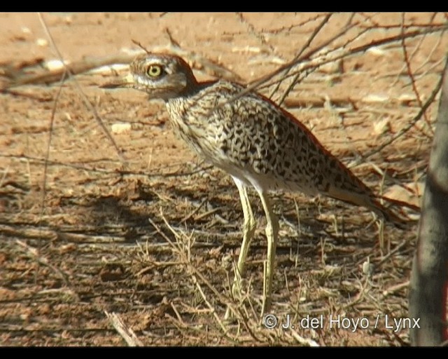 Spotted Thick-knee - ML201243961