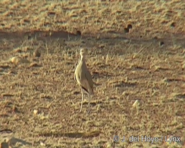 Somalirennvogel - ML201244021