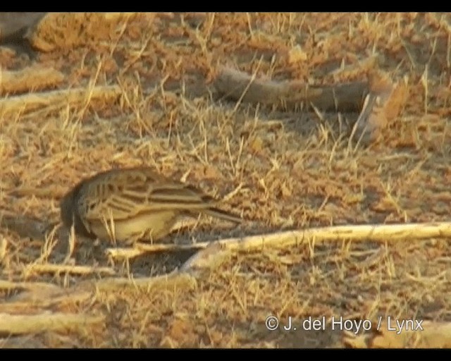 Chestnut-headed Sparrow-Lark - ML201244051
