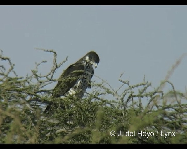 African Hawk-Eagle - ML201244091