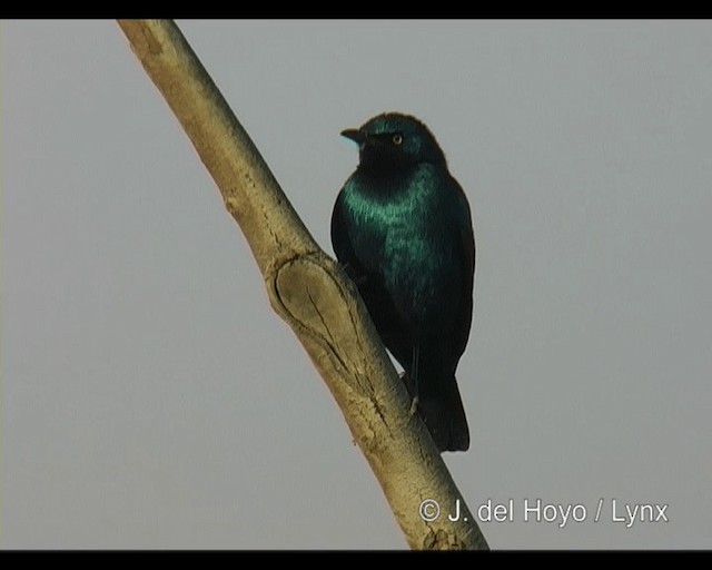 Greater Blue-eared Starling - ML201244101