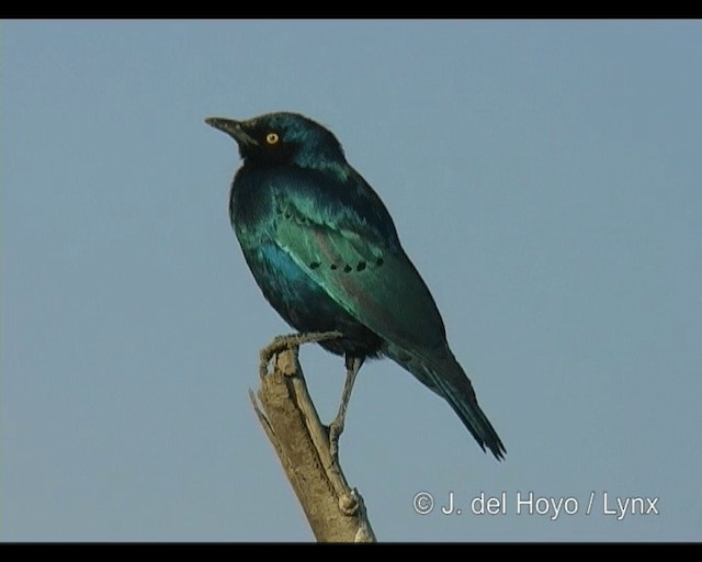 Greater Blue-eared Starling - ML201244121