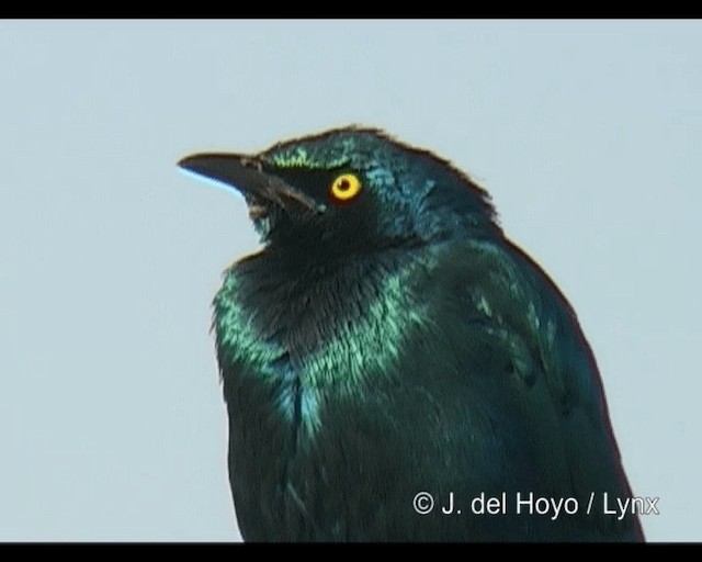 Greater Blue-eared Starling - ML201244131