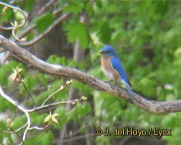 Eastern Bluebird (Eastern) - ML201244421