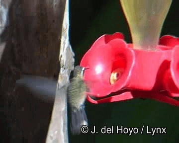Speckled Hummingbird (melanogenys Group) - ML201244671