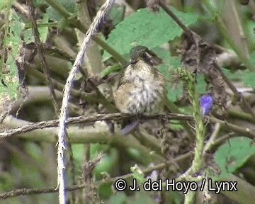 Speckled Hummingbird (melanogenys Group) - ML201244681