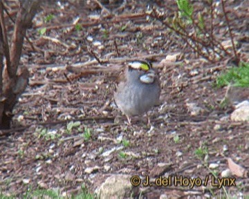 White-throated Sparrow - ML201244701