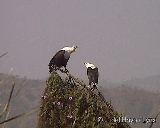 African Fish-Eagle - ML201244821