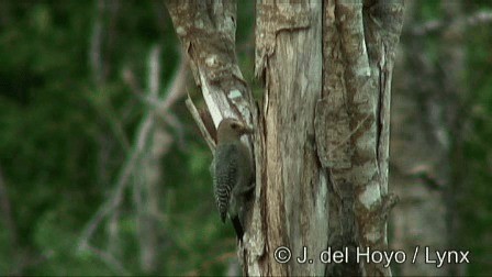 Yucatan Woodpecker - ML201244951
