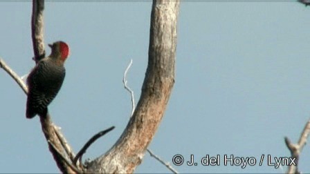 Yucatan Woodpecker - ML201244961