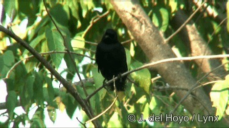 Black Catbird - ML201244981