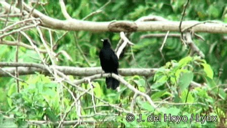 Black Catbird - ML201244991