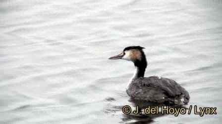 Great Crested Grebe - ML201245151