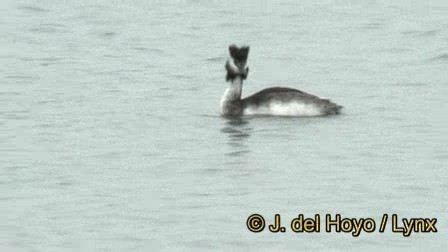 Great Crested Grebe - ML201245171