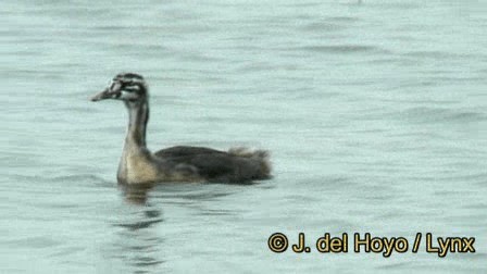Great Crested Grebe - ML201245191