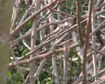 Green-barred Woodpecker (Green-barred) - ML201245221