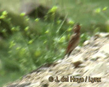 Crimson-winged Finch (African) - ML201245331
