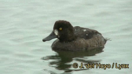 Tufted Duck - ML201245381