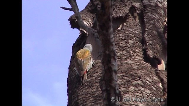 Mountain Gray Woodpecker - ML201245461