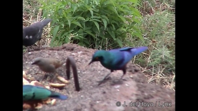 Greater Blue-eared Starling - ML201245471