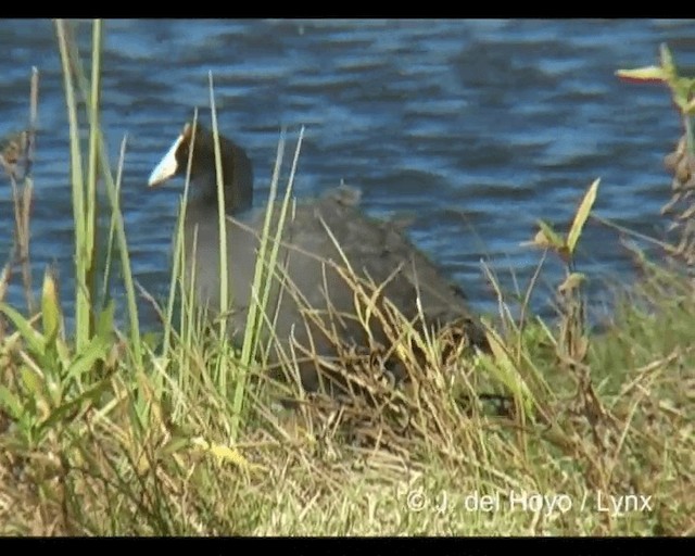 Red-knobbed Coot - ML201245551