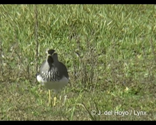 Spot-breasted Lapwing - ML201245691