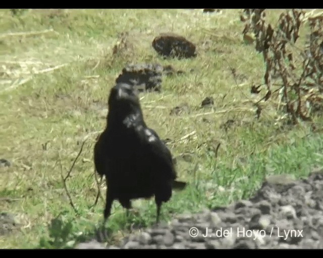 Somali Crow - ML201245921