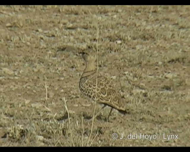 Double-banded Courser - ML201246121