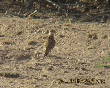 Double-banded Courser - ML201246131