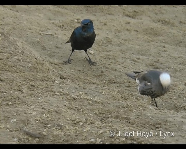 White-crowned Starling - ML201246191