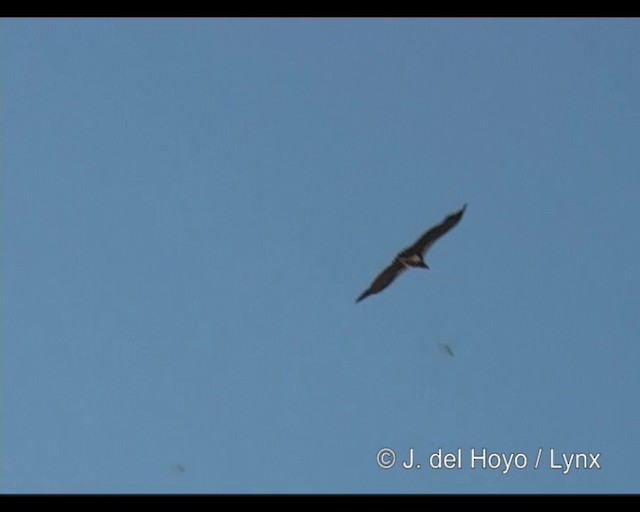Lappet-faced Vulture - ML201246271