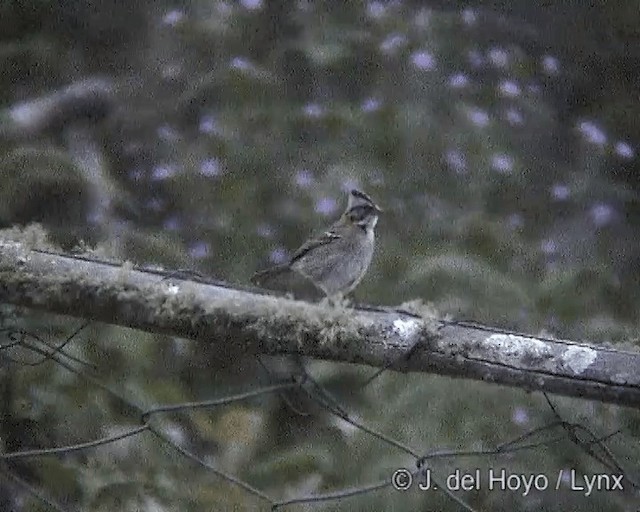 Rufous-collared Sparrow (Rufous-collared) - ML201246621