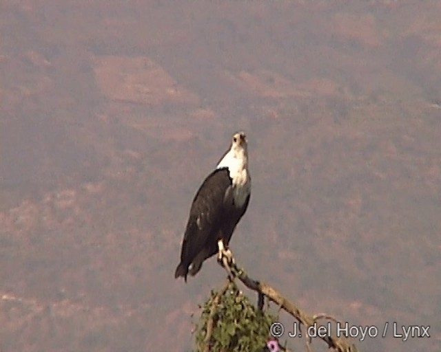 African Fish-Eagle - ML201246661