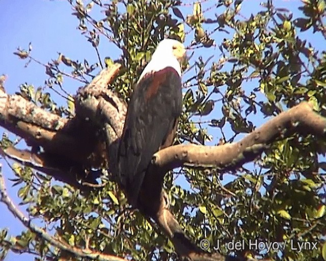 African Fish-Eagle - ML201246991