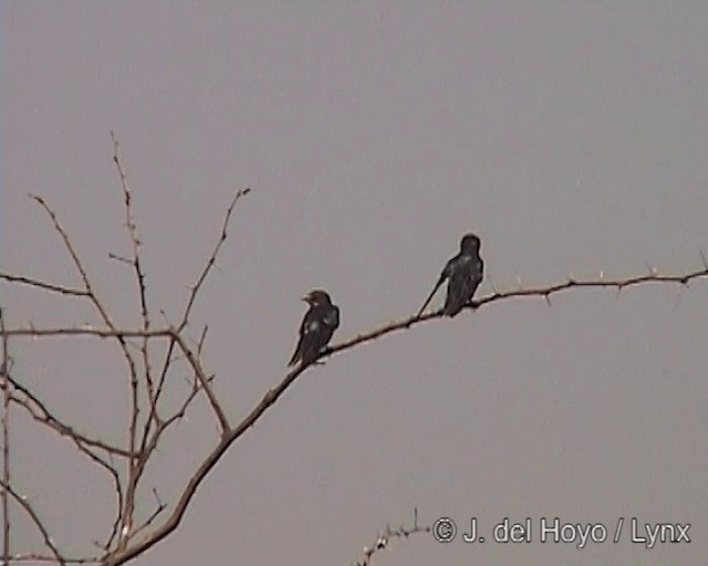 Barn Swallow (White-bellied) - ML201247021