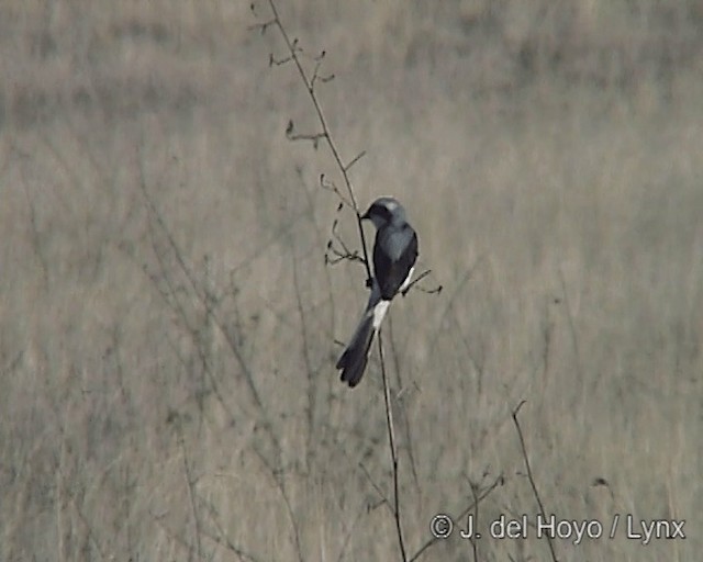Gray-backed Fiscal - ML201247051