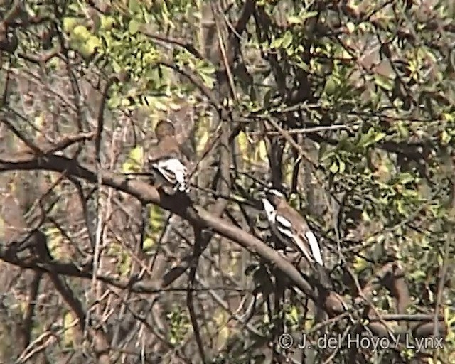 White-browed Sparrow-Weaver (Black-billed) - ML201247141