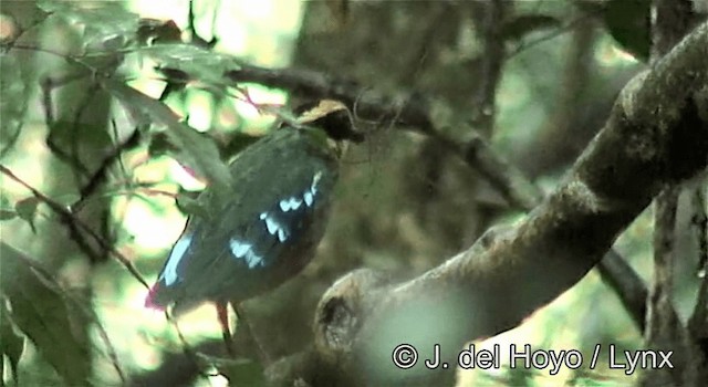 Green-breasted Pitta - ML201247421