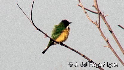 Blue-breasted Bee-eater - ML201247611