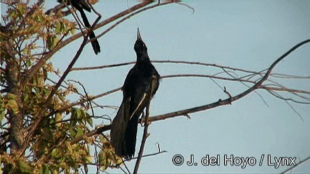Great-tailed Grackle (Great-tailed) - ML201247841
