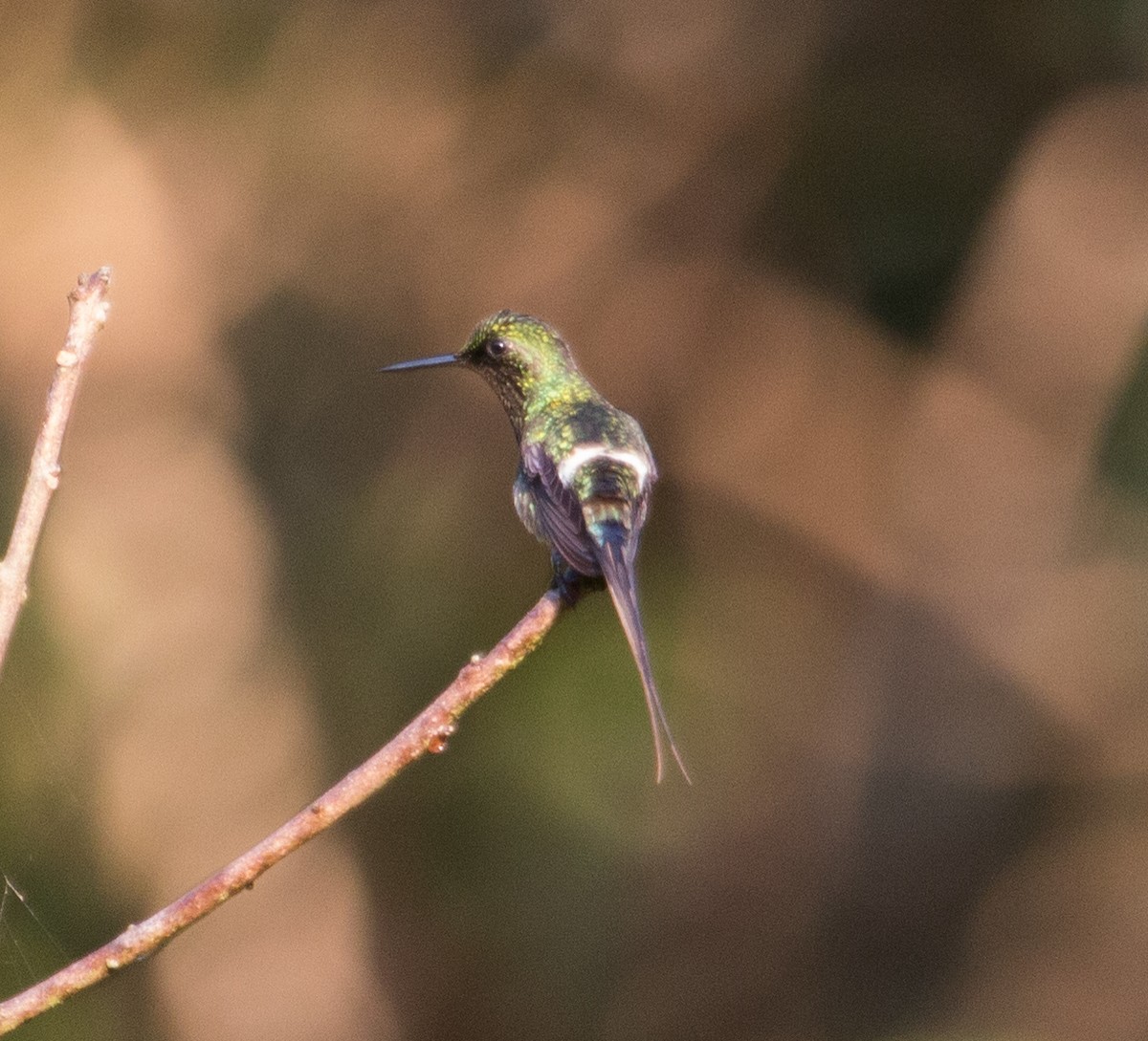 kolibřík nížinný - ML20124791