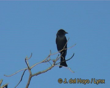 Fork-tailed Drongo - ML201247981