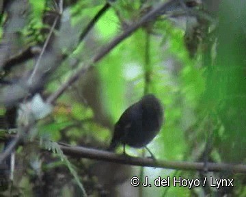 Crowned Chat-Tyrant - ML201248121