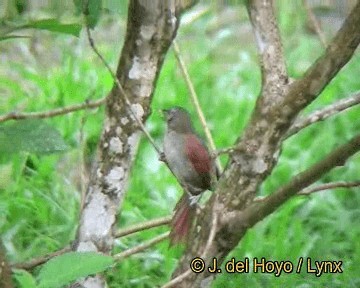 Plain-crowned Spinetail - ML201248201