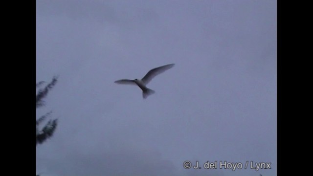 White Tern (Pacific) - ML201248481