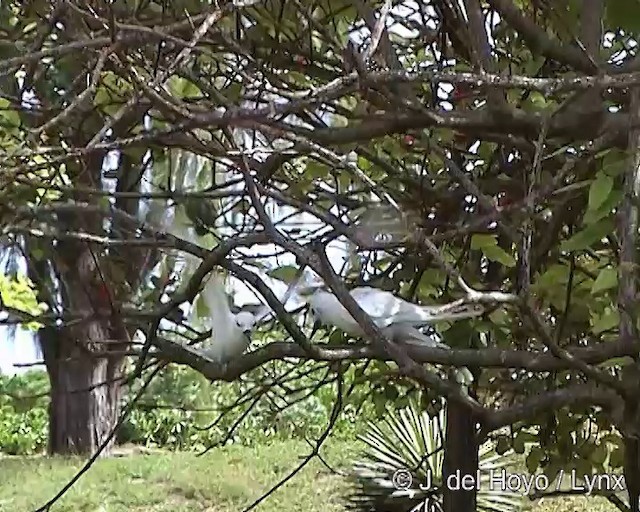 Крячок білий (підвид candida/leucopes) - ML201248511