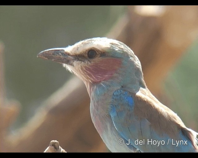 Lilac-breasted Roller (Blue-breasted) - ML201248571