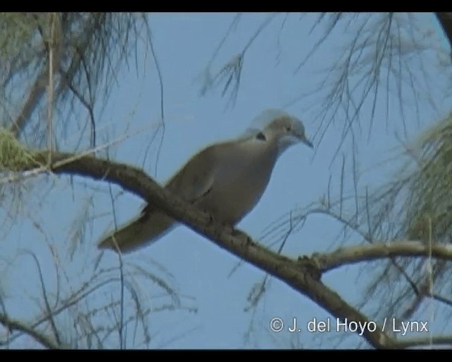White-winged Collared-Dove - ML201248651