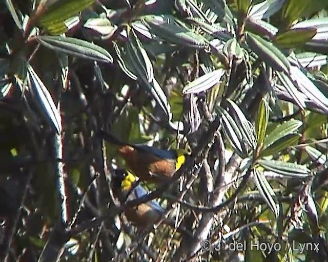 Golden-collared Tanager - ML201248721