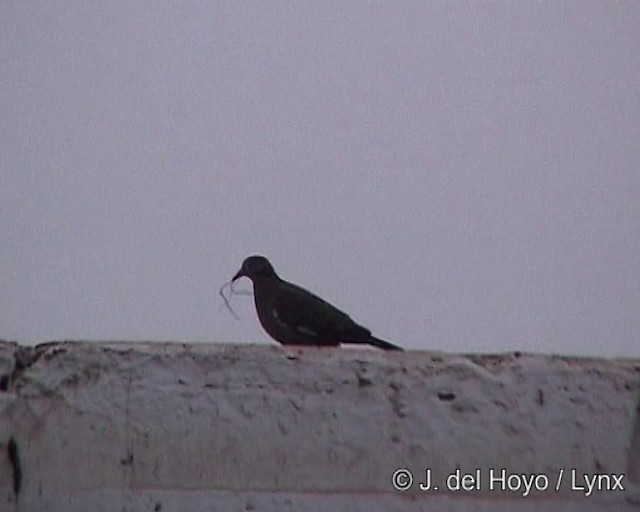 West Peruvian Dove - ML201248781